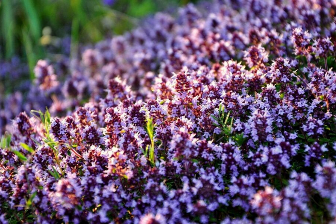 thyme to strengthen potency